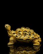 Turtle(A331)