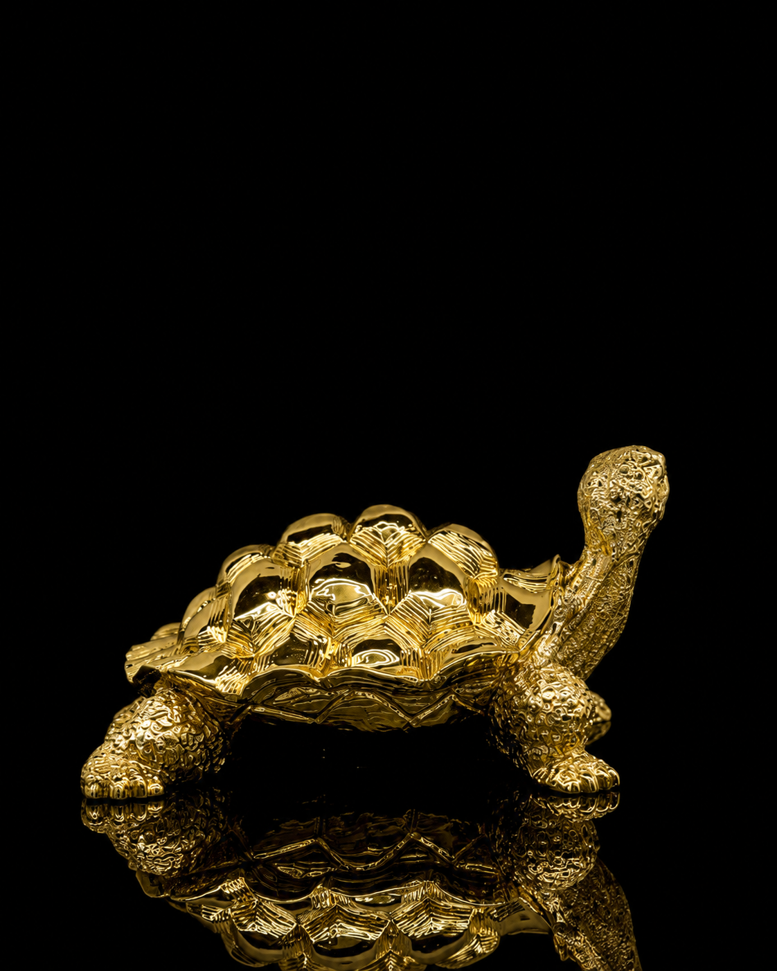 Turtle(A331)