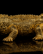 small crocodile(A295)