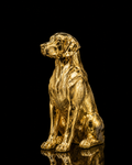 Dog(A307)